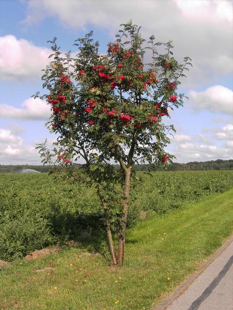 Eberesche - Aus den Beeren kann Konfitüre, Likör und Schnaps hergestellt werden.