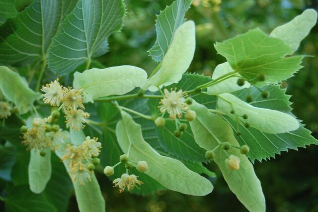 Der intensive Duft der Lindenblüten lockt Bienen und Hummeln, Fliegen und Schwebfliegen an.