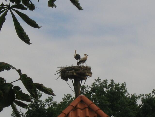 Storchennest bei der Wartburg