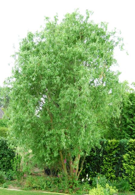 Der bekannteste Wirkstoff der Weide ist das Salicin, das im Körper zu Salicylsäure umgewandelt wird. Wer kennt nicht Aspirin?  Die in diesem Medikament enthaltene Salicylsäure wirkt fiebersenkend, schmerzlindernd und antirheumatisch