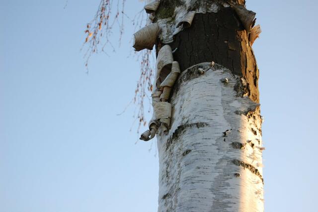 Aus Birkenrinde werden auch heute noch Spanschachteln und Vorratsbehälter für Mehl, Tee und insbesondere Brot hergestellt. Die Birkenrinde hat antiseptische Eigenschaften. Auf Birkenrinde kann auch gut geschrieben werden.