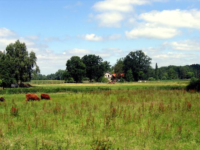 .............auf Wiese an Niederung