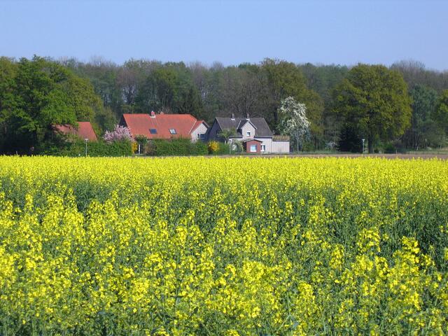 Raps vor Landwehrweg, Vöhrum