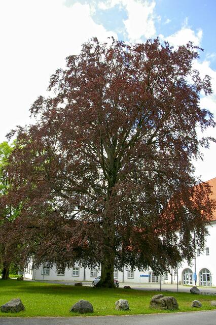 riesiger Baum im Schlossvorhof