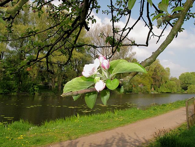 Apfelblüte vor Luther See