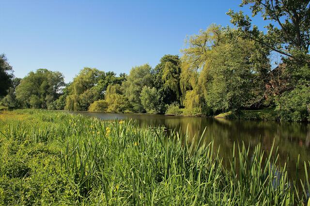 Sommer am Luther See
