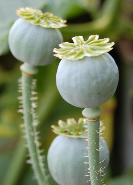 5 -  Das ist der Samenstand von? ...Mohn