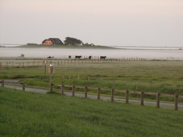 Frühnebel