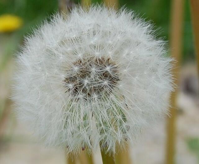 2 -  Das ist der Samenstand von? ...einer Löwenzahnblüte