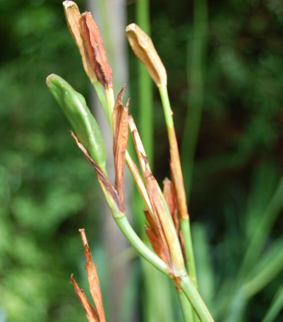 6 -  Das ist der Samenstand von? ...Lilien