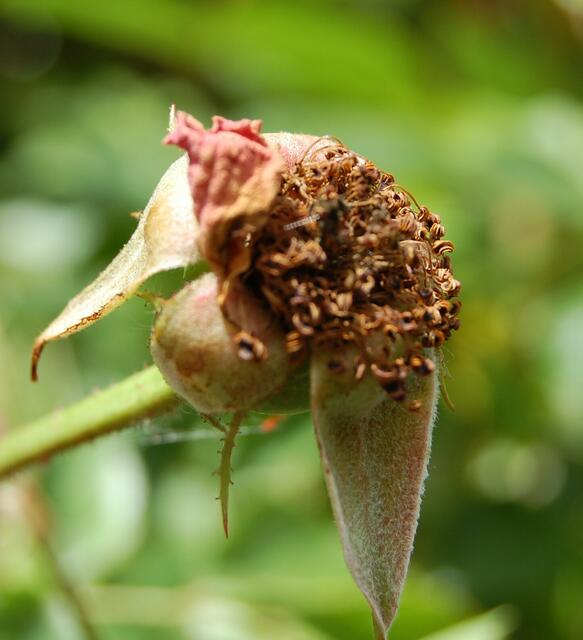 4 -  Das ist der Samenstand von? ...einer Rose
