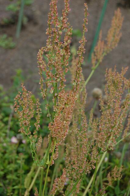 8 -  Das ist der Samenstand von? ...Sauerampher