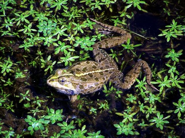 und der Frosch hat alles gern in Sicht.....