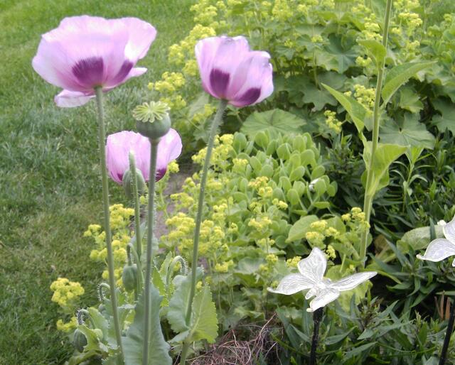zum Samenstand 5 - Mohn