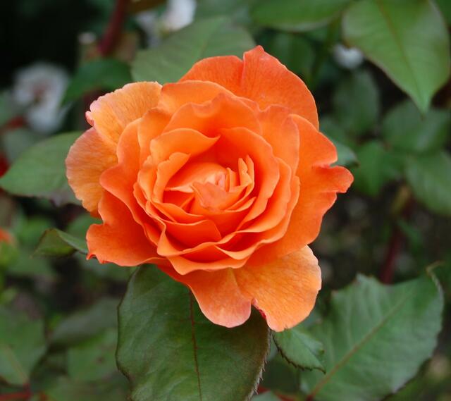 zum Samenstand 4 - Rose