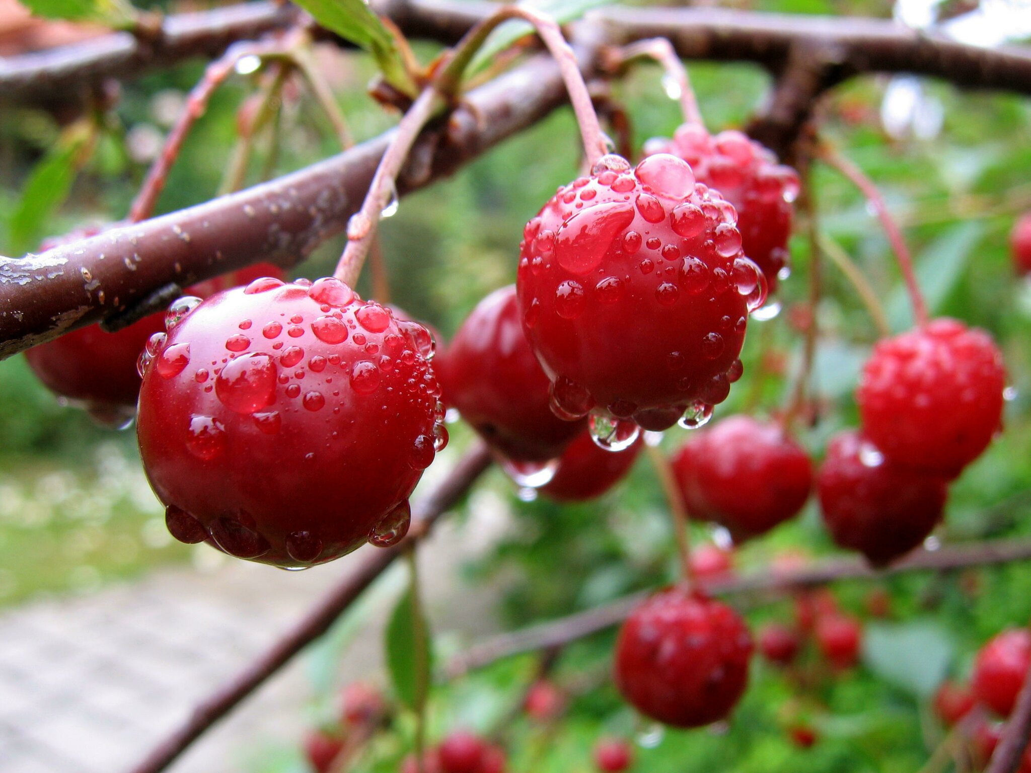 Kirschen in Nachbars Garten . Peine