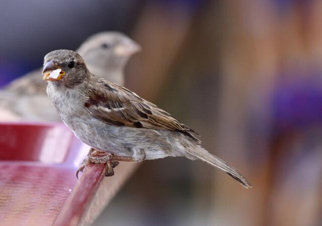 Sprechen und Essen --- zusammen geht wohl nicht