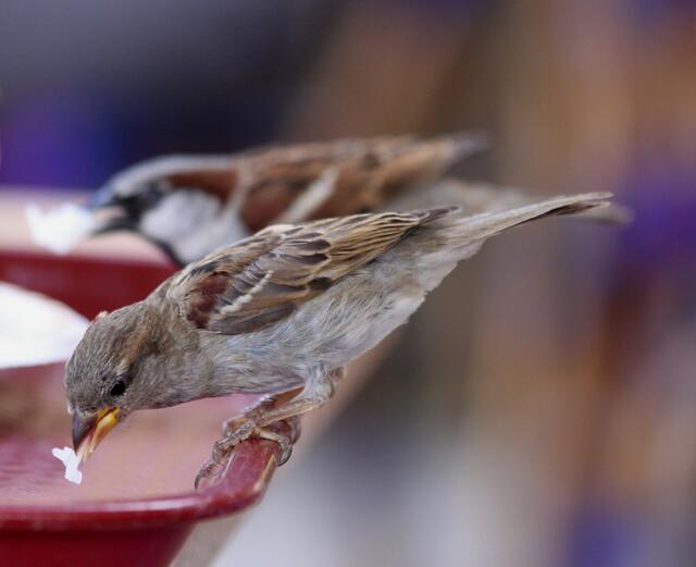 Meins --- nur --- paßt nicht in meinen Schnabel