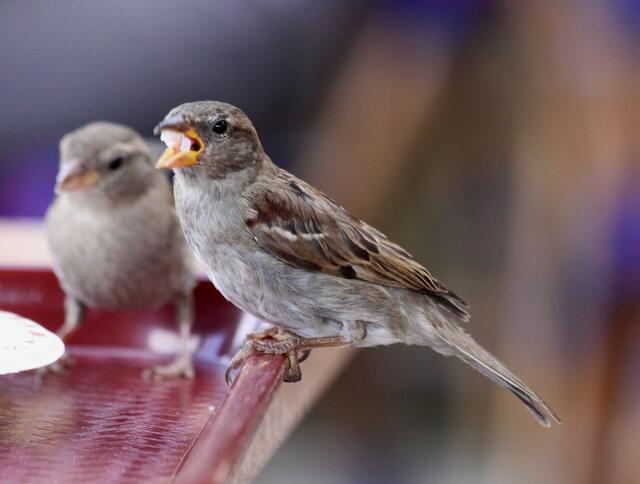 Schlucken --- schlucken