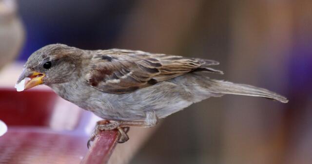 Oh Schreck --- die mit ihrem Fotoapparat lässt nicht locker