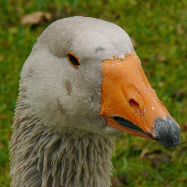 Wer hat da eben "Dumme Gans" zu mir gesagt?
