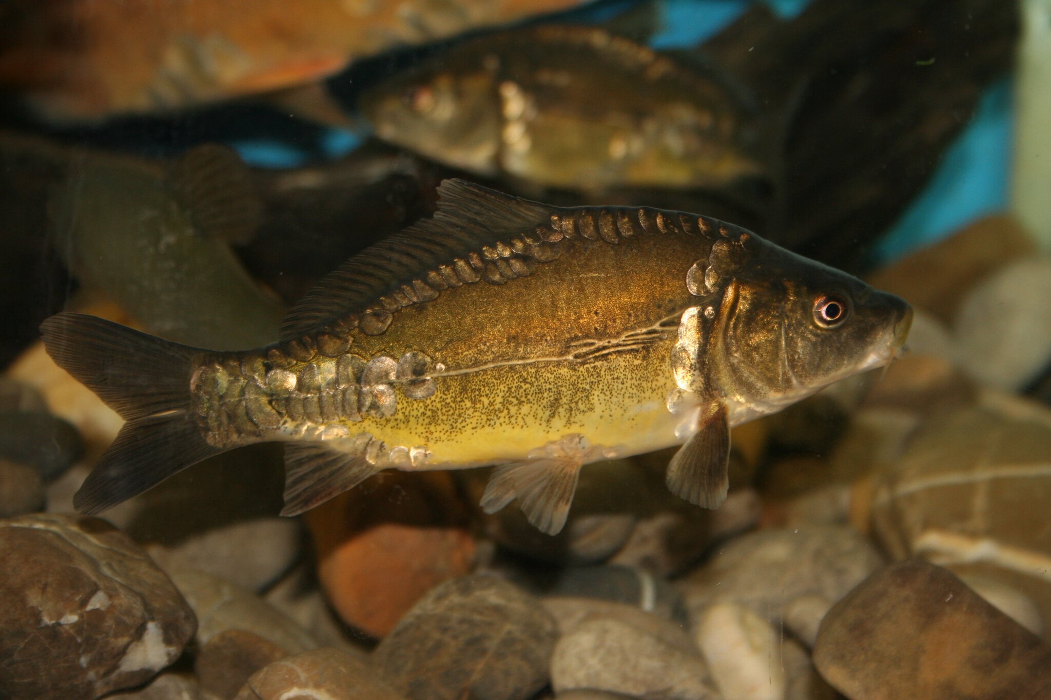 Heimische Fische im Lech - Karpfenartige Fische - Meitingen