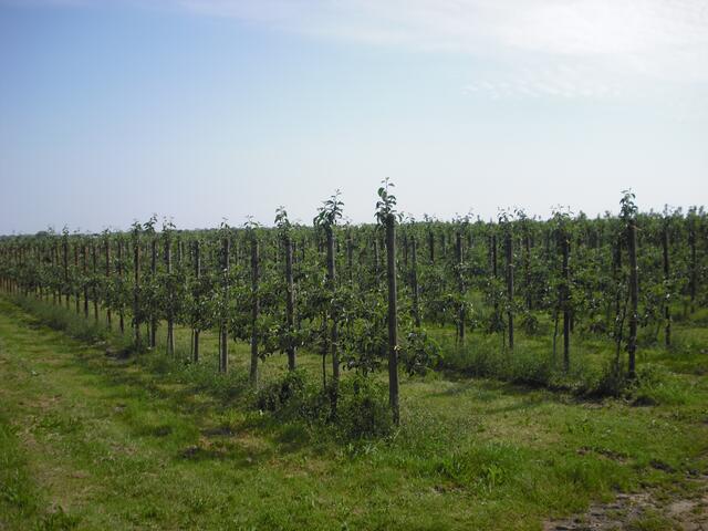 Obstplantage