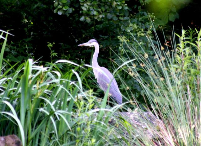 Am Teich