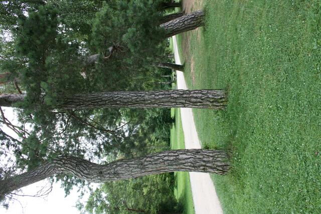 Großzügige Wiesenflächen mit schattenspendenden Bäumen