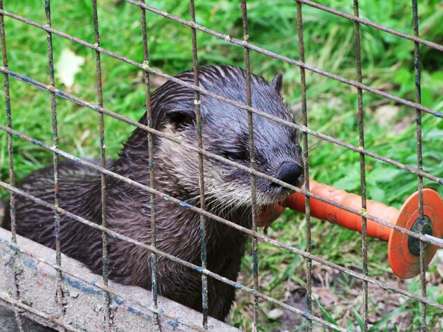 Den Otter sieht man selten!