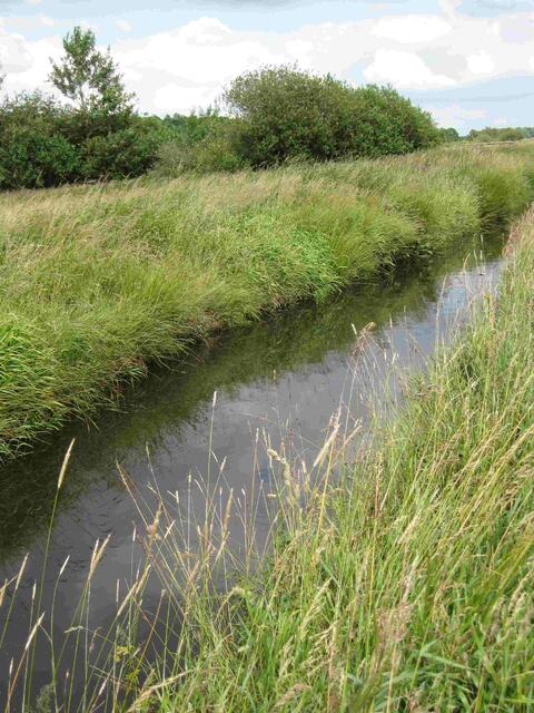 ...Entwässerungsgraben entlang meines Wanderwegs...