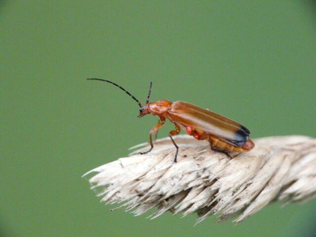 Rotgelber Weichkäfer ( Rhagonycha fulva)