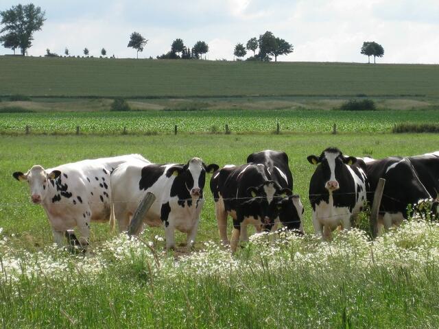...glücklich aussehende Kühe...