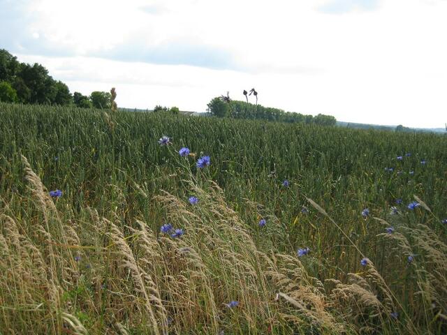 ....Kornblumen Richtung "Hohes Holz"...