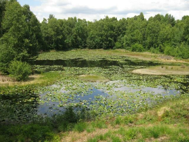 ...einer der Seerosentümpel...