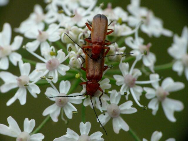 Käferpaar auf Dolde -  Rotgelber Weichkäfer (Rhagonycha fulva)Ende Juni  der häufigste Weichkäfer, den man vor allem auf Doldenblüten in großen Mengen findet.