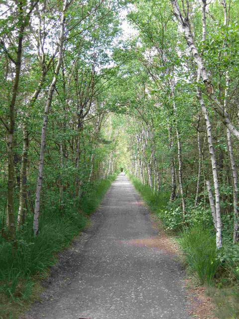 ...der Moorweg in Richtung Mardorf...