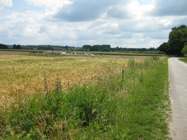 ...vorbei an den Wiesen und Feldern gen Hagenburg...