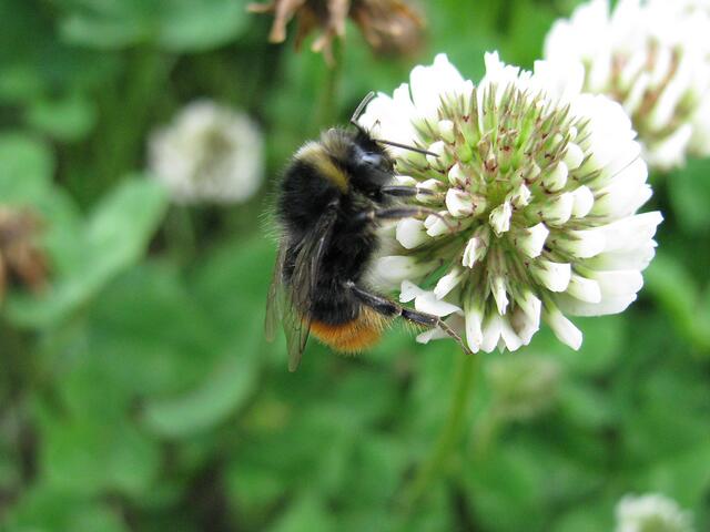 Und auch diese Hummel ist beschäftigt.