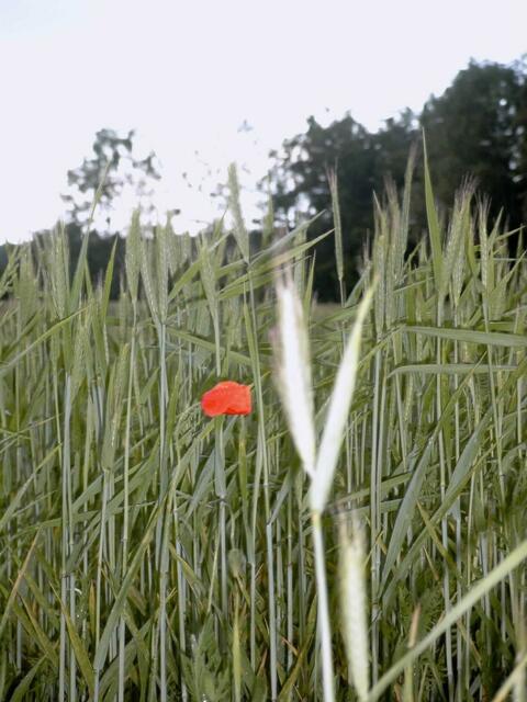 ..."Kornimpression"...