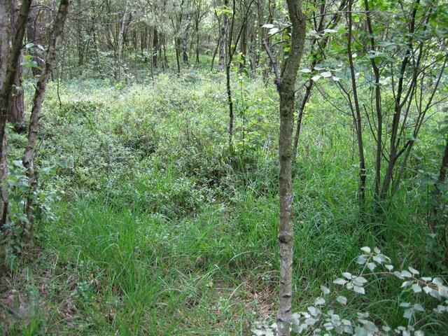 ...Birken im Moor...