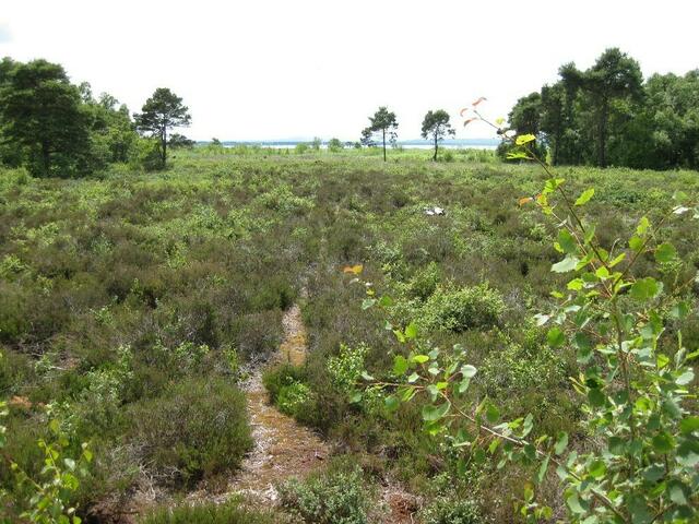 ....teils Heidelandschaft...