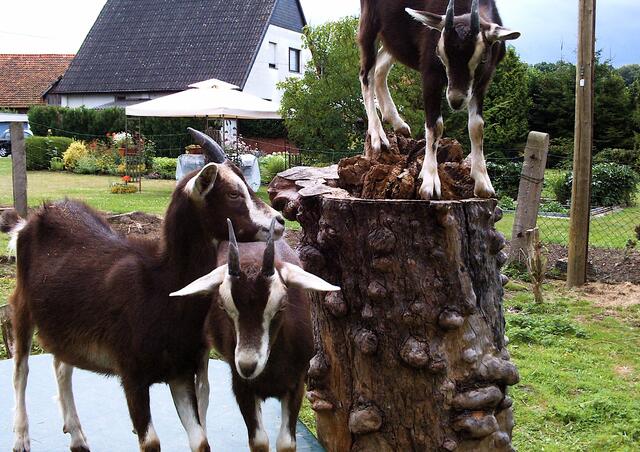 Nein, wir bleiben lieber hier, wer weiß ...!!! Oh, da kommt Papa Zorro ...
