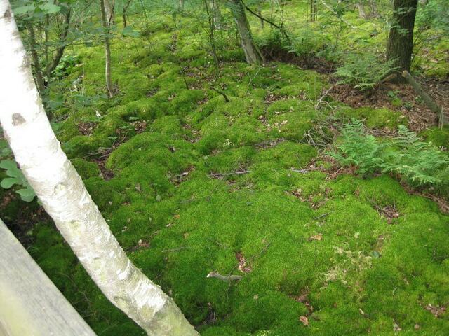 ...links und rechts Farn und Moose...