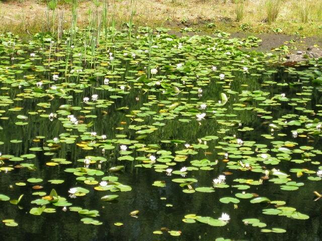 ...hier fühlen sich die Seerosen wohl...