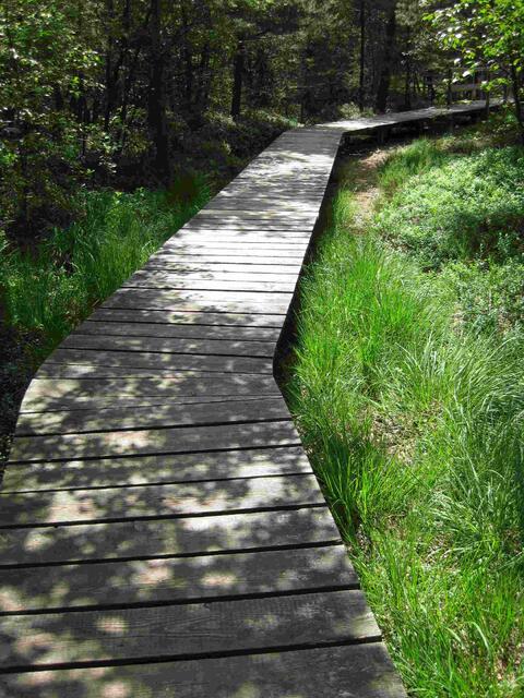 ...der Bohlenweg zum Seerosenteich...