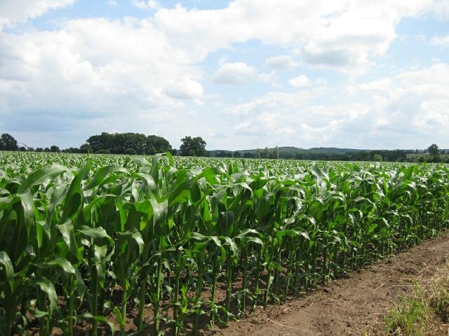 ...der Mais steht gut...