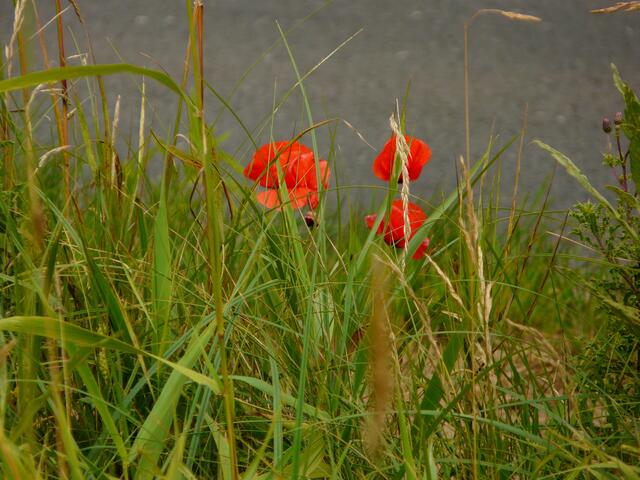 Mohn am Straßenrand 17.07.2009