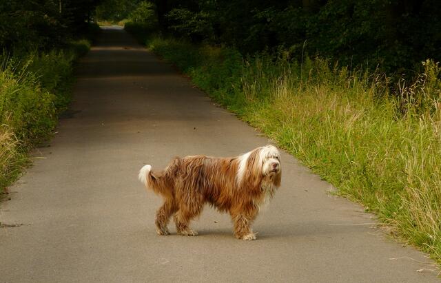 Bearded Collie
