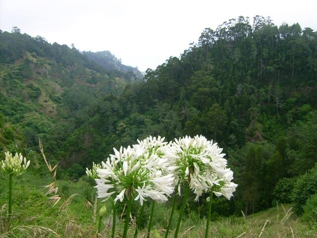 Schönste Blumen und viel Natur begleiten den Wanderer auf der Levada dos Tornos.
